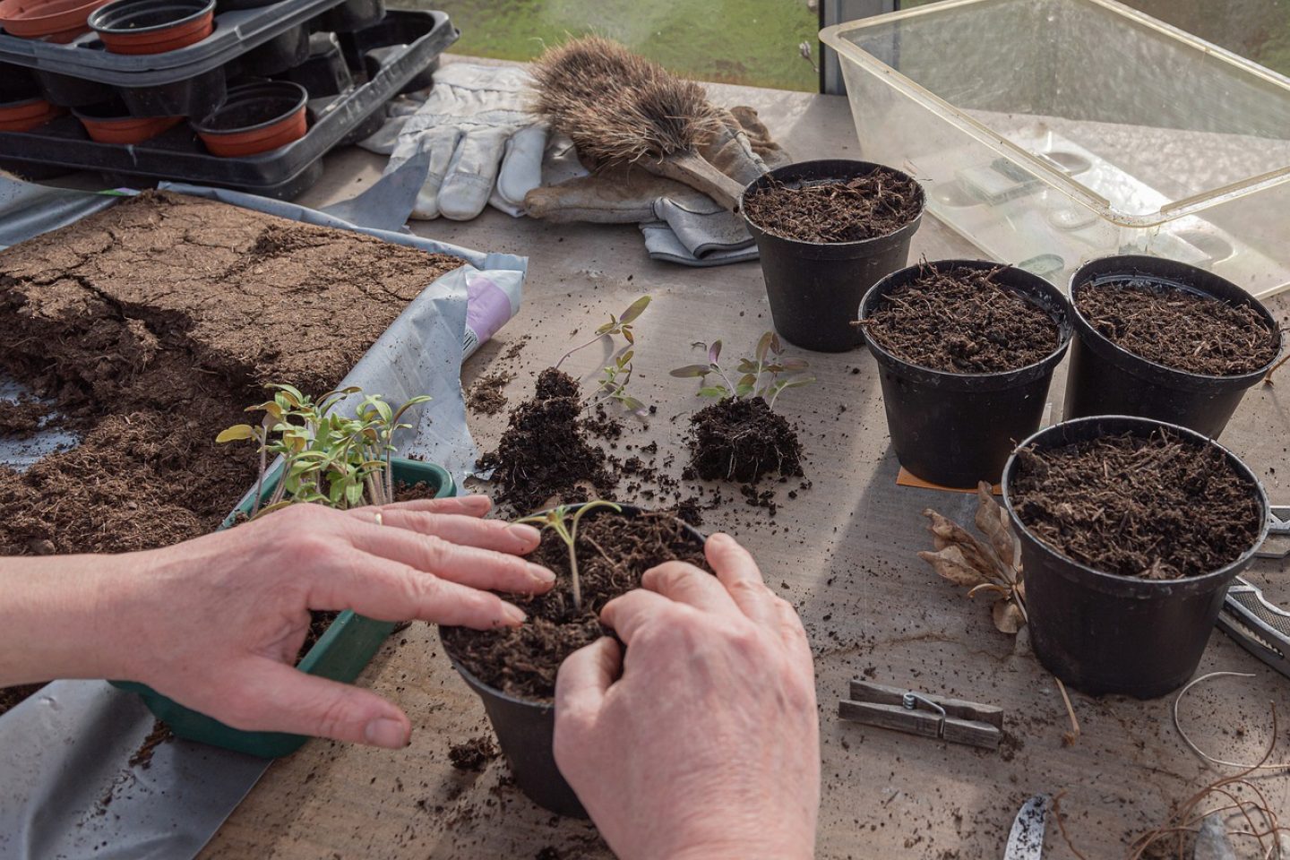 A person carefully repots young tomato seedlings