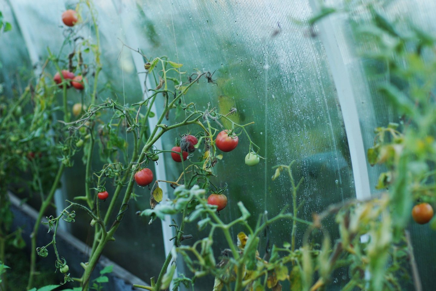 Вирощування помідорів в теплиці