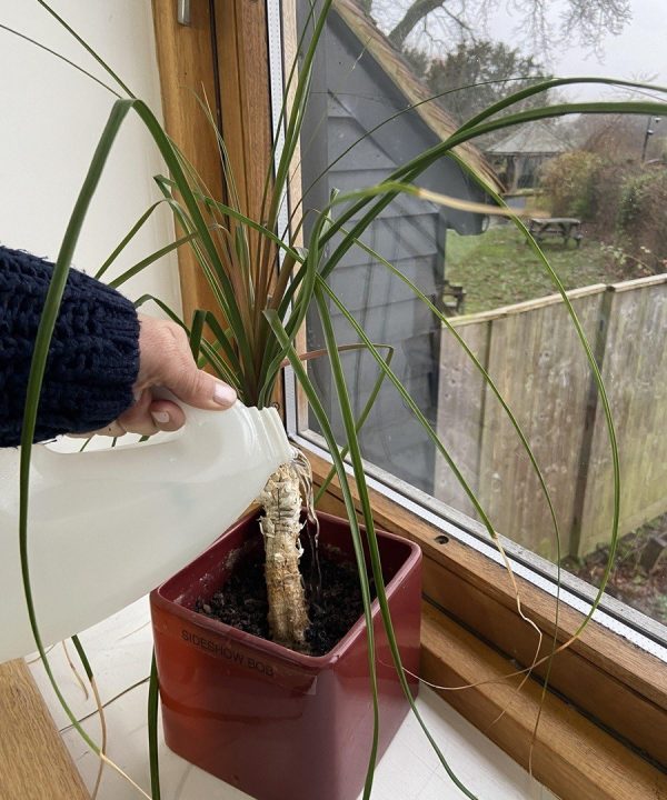 Sally watering sideshow bob