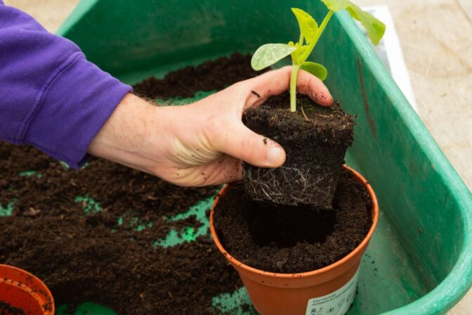 Potting on placing plant in pot