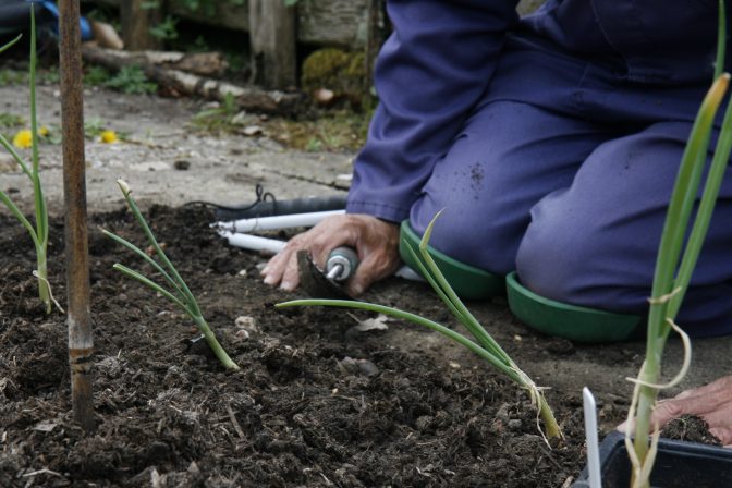 Knee pads soil blind gardener