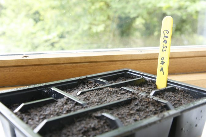 Seed tray filled with soil and a yellow plant label by a windowsill