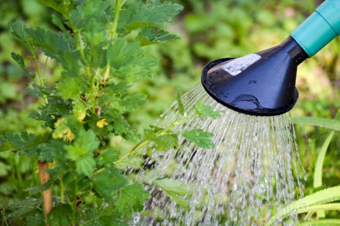 Water flowing from a watering can onto the base of a gooseberry plant