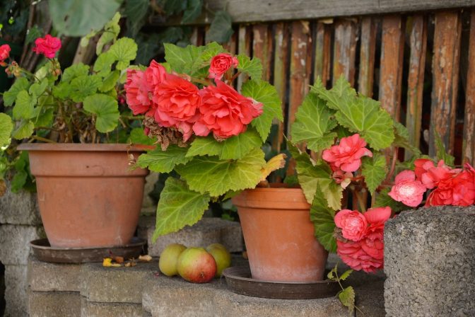 Begonias in containers