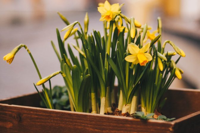 Daffodils box container bulbs pexels