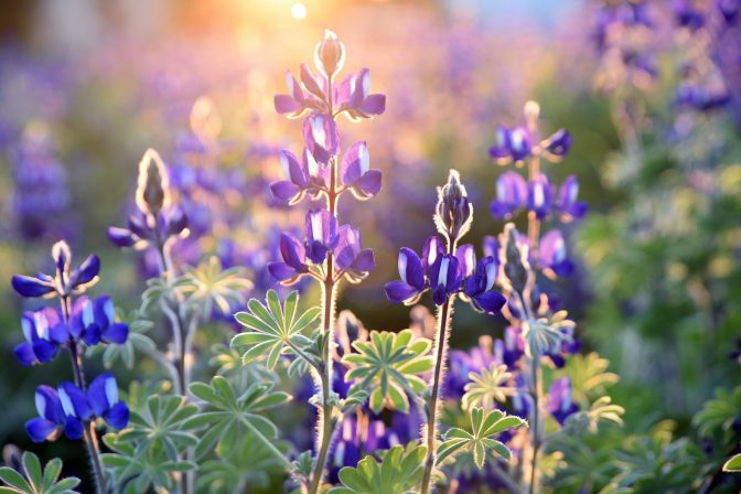 Lupins in the sun - pixabay