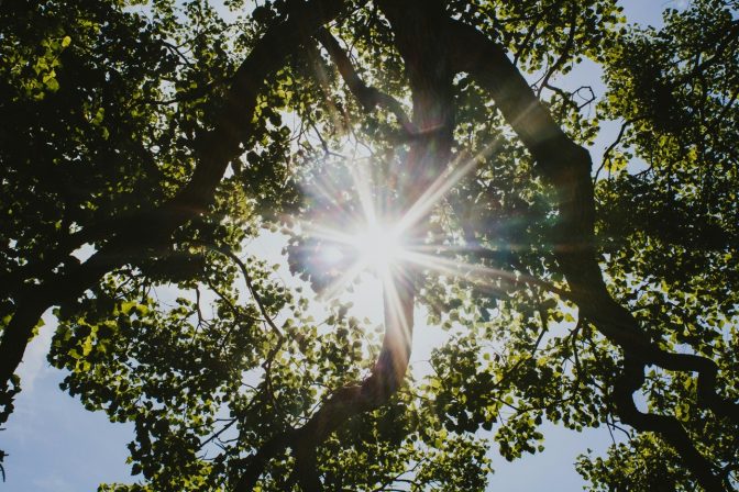 Sun through trees jessica sysengrath unsplash