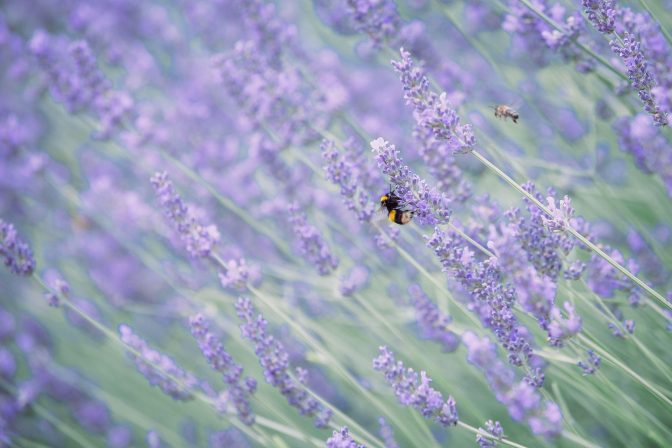 Bee on lavendar Charlie Garner 2019 2