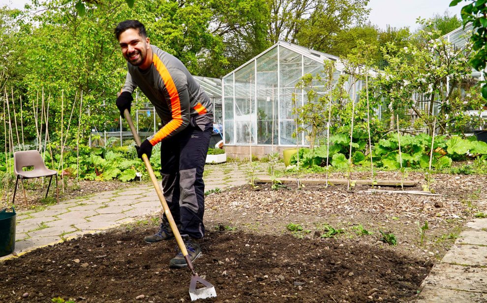 A happy gardener hoes over his vegetable patch
