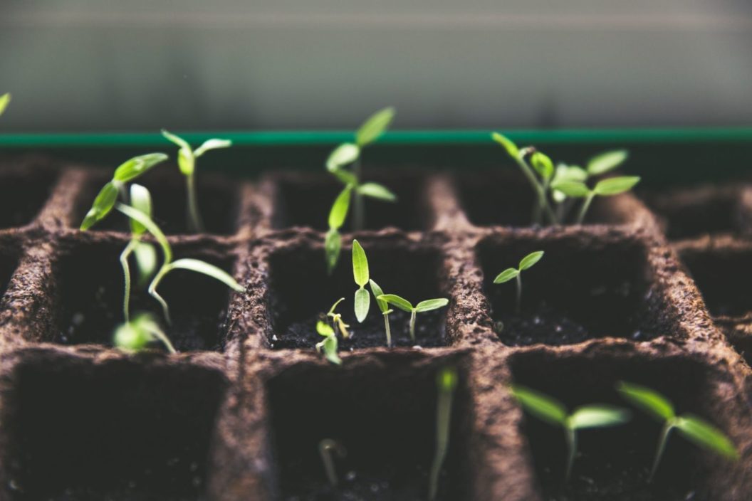 Blog Seeds Growing