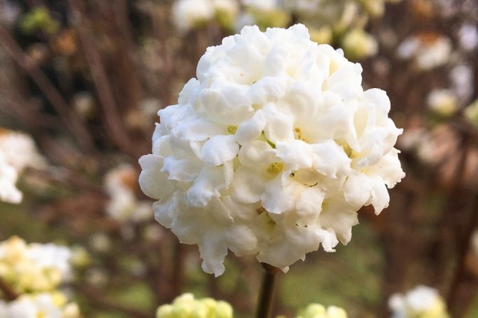 Winter garden white flower 1 of 1
