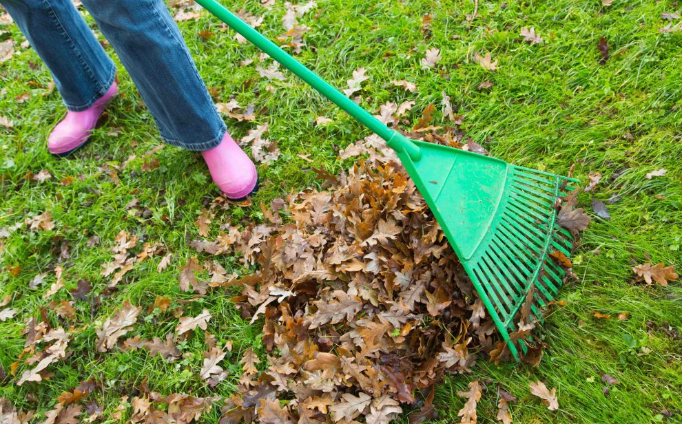 A person uses a green spring tine rake to clear autumn leaves in their garden