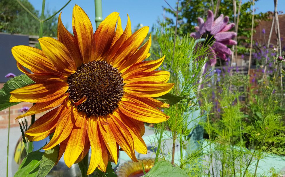 Summer sunflower Thrive Reading