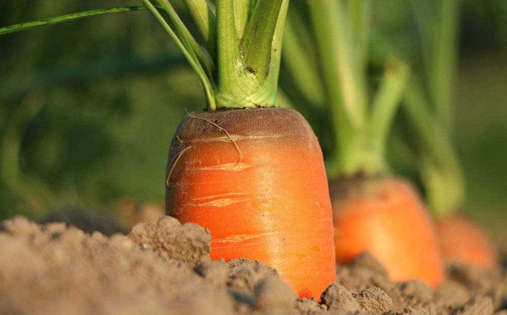 Orange carrot top poking above the soil