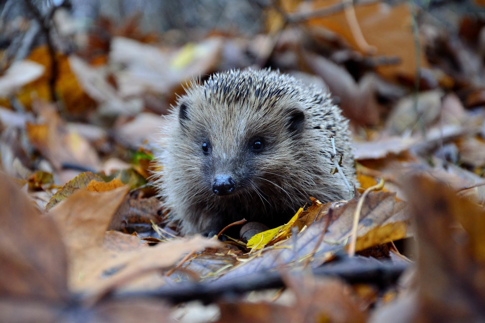 Hedgehog Unsplash 1