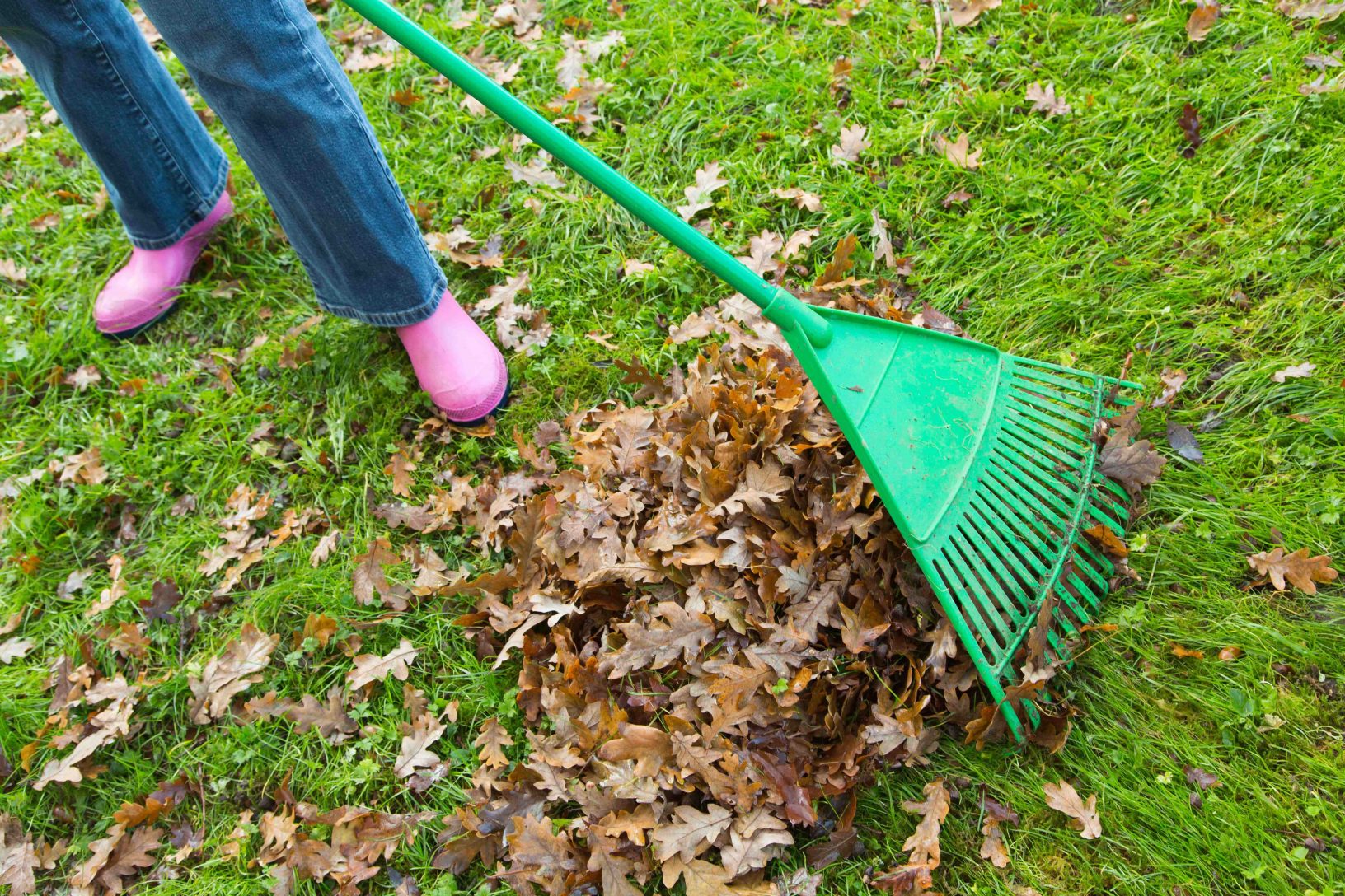 A person uses a green spring tine rake to clear autumn leaves in their garden