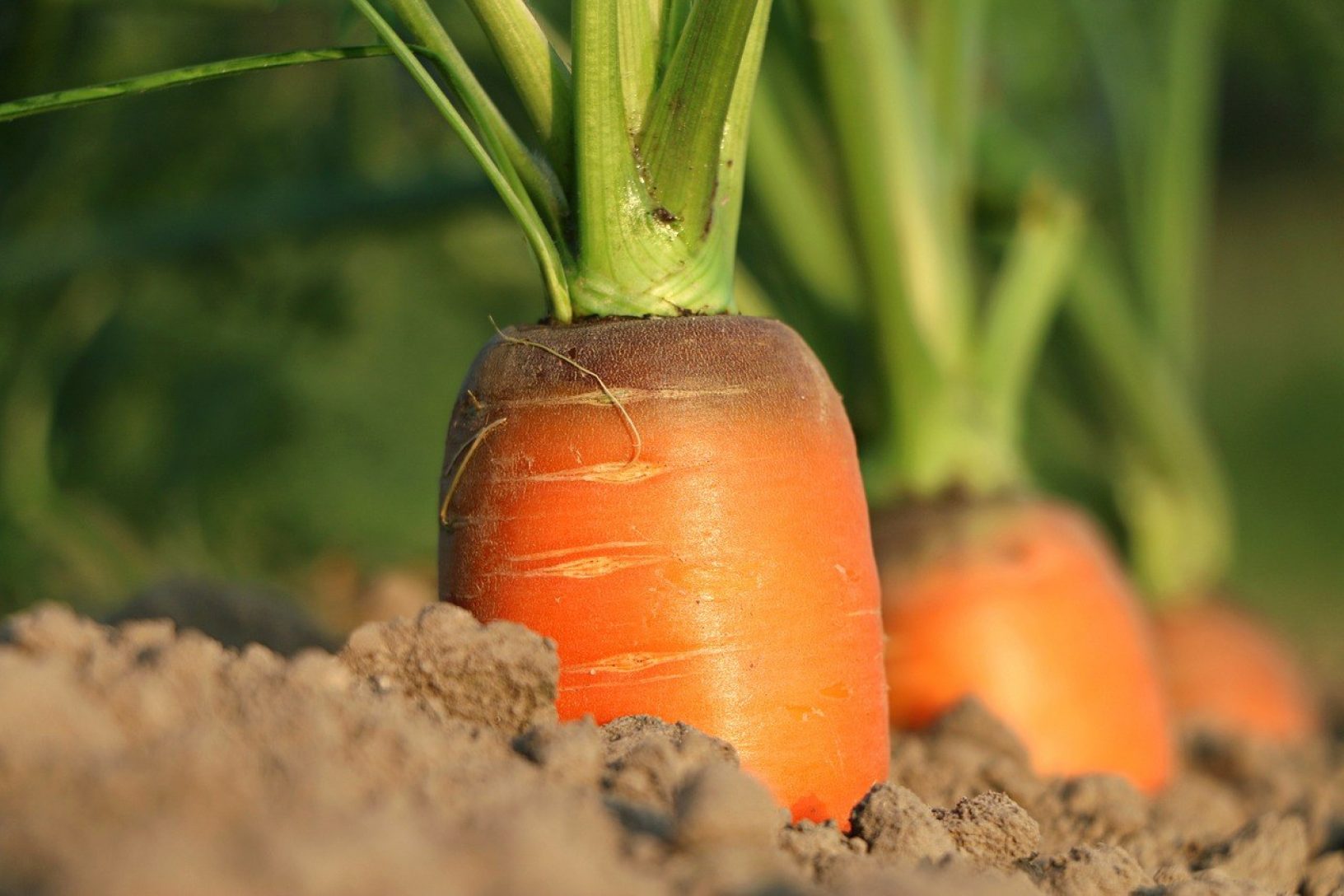 Orange carrot top poking above the soil