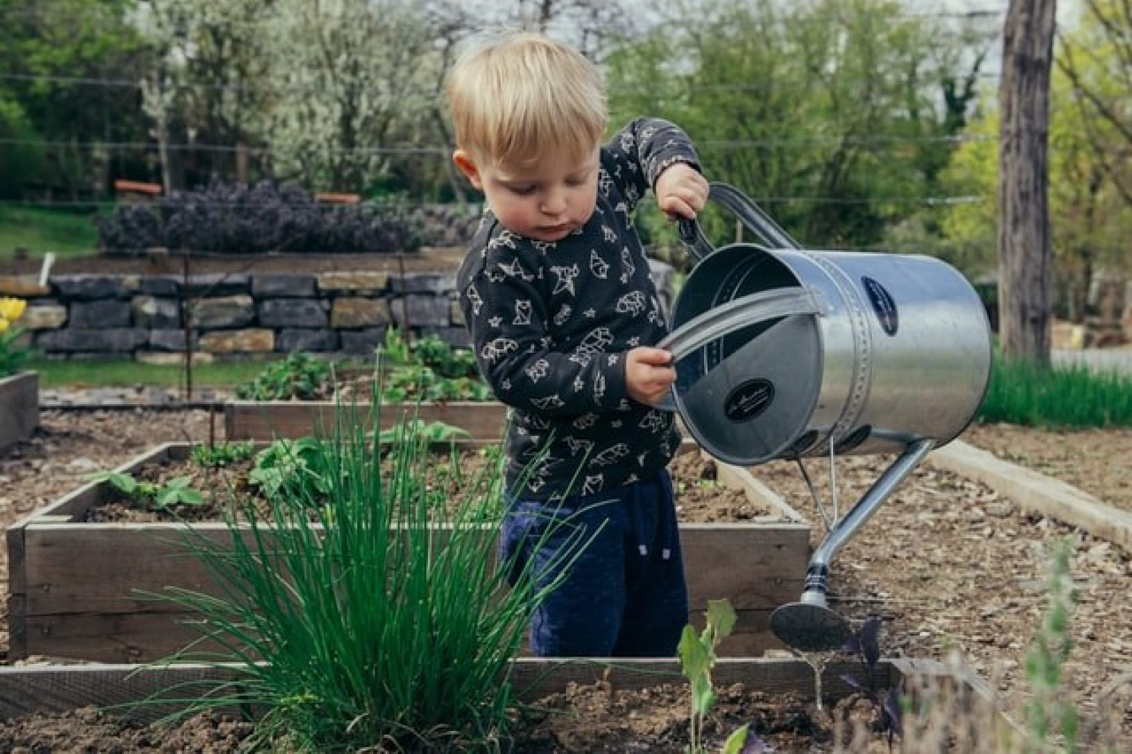 A young boy helps water plants in a wooden raised bed