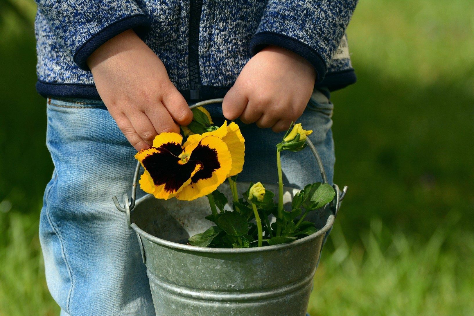 Child holding bucket with pansy in