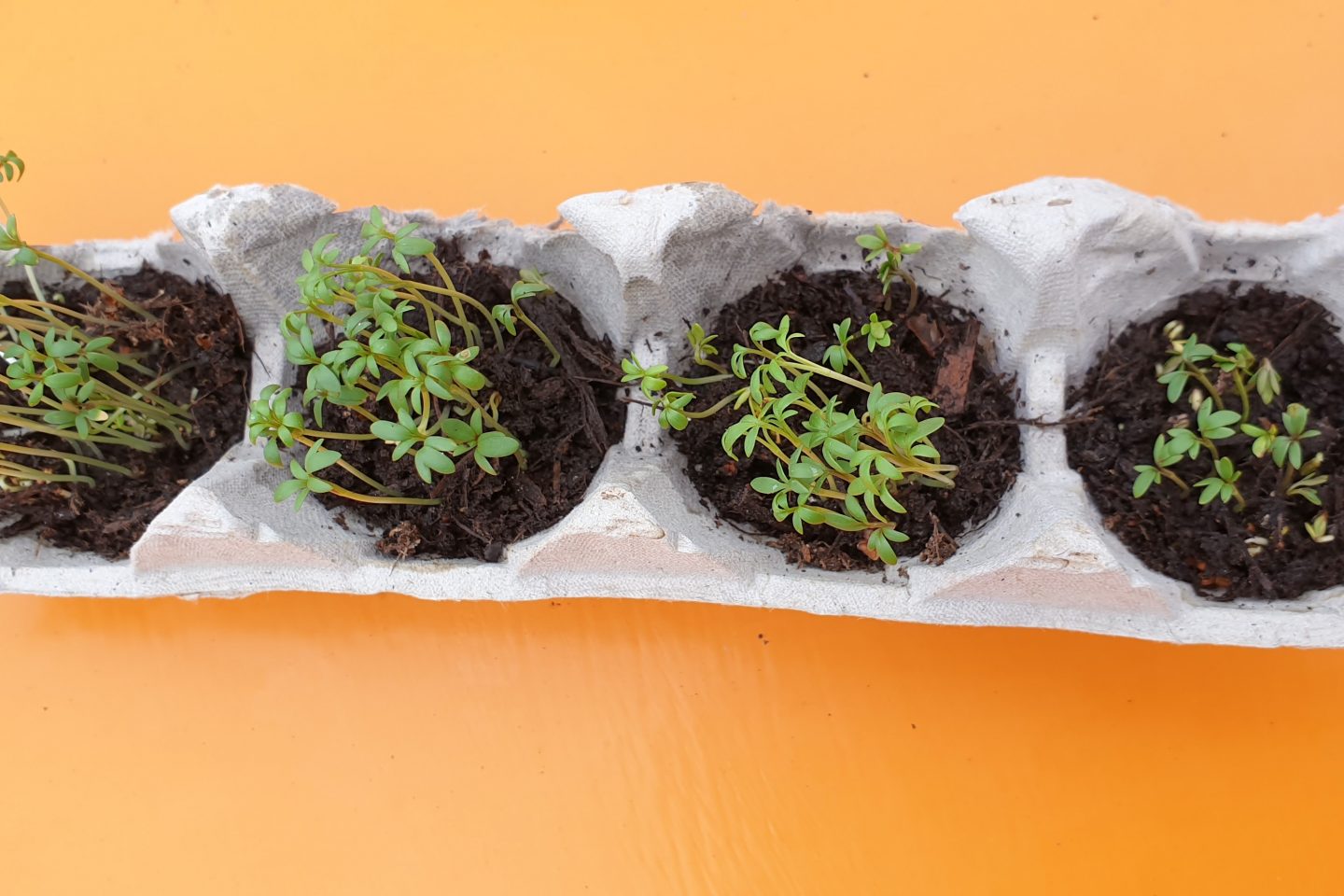 Egg boxes used as a plant container