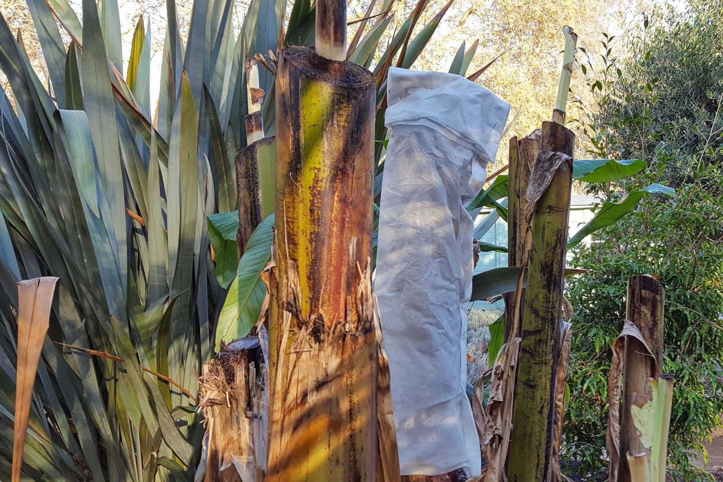 Plants wrapped in horticultural fleece
