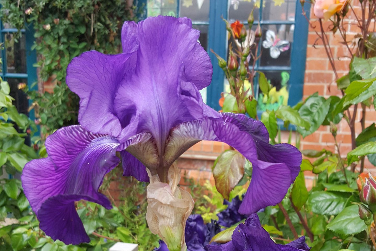 A bearded iris with deep purple flowers