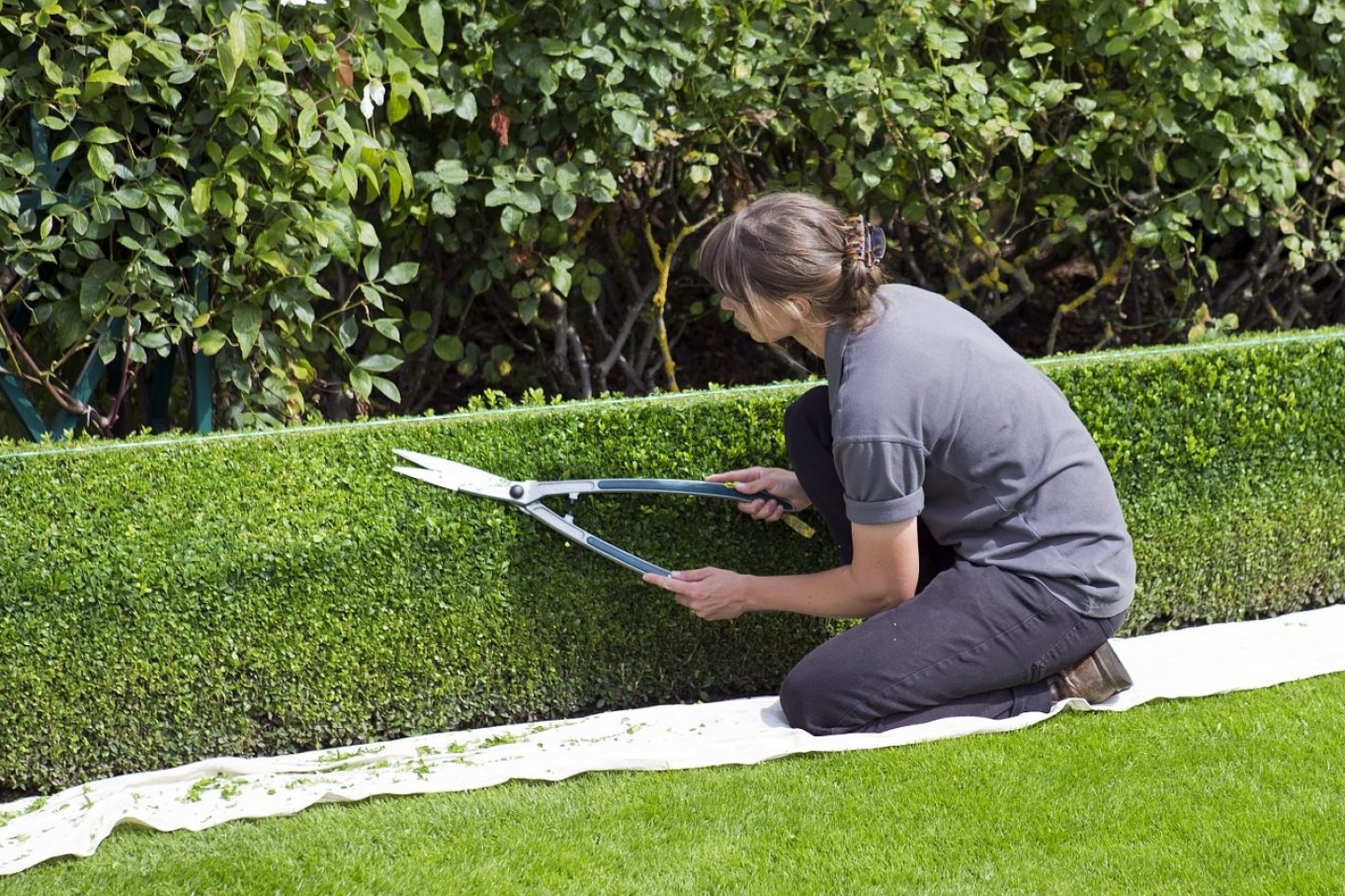 Gardener precisely cutting a box hedge in a UK garden
