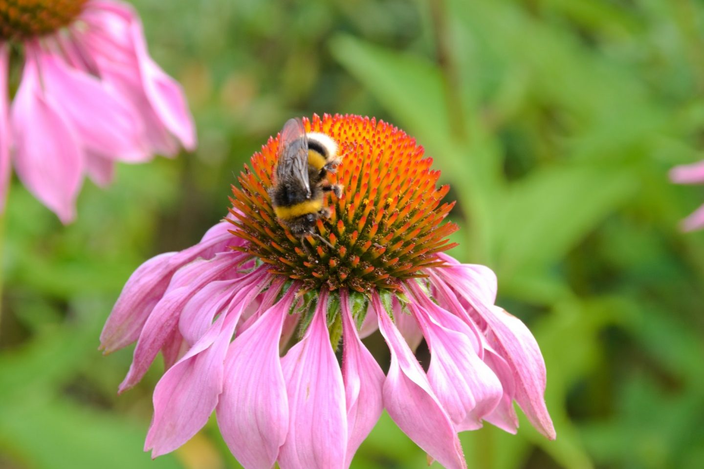A bee on a pink echinacea flower