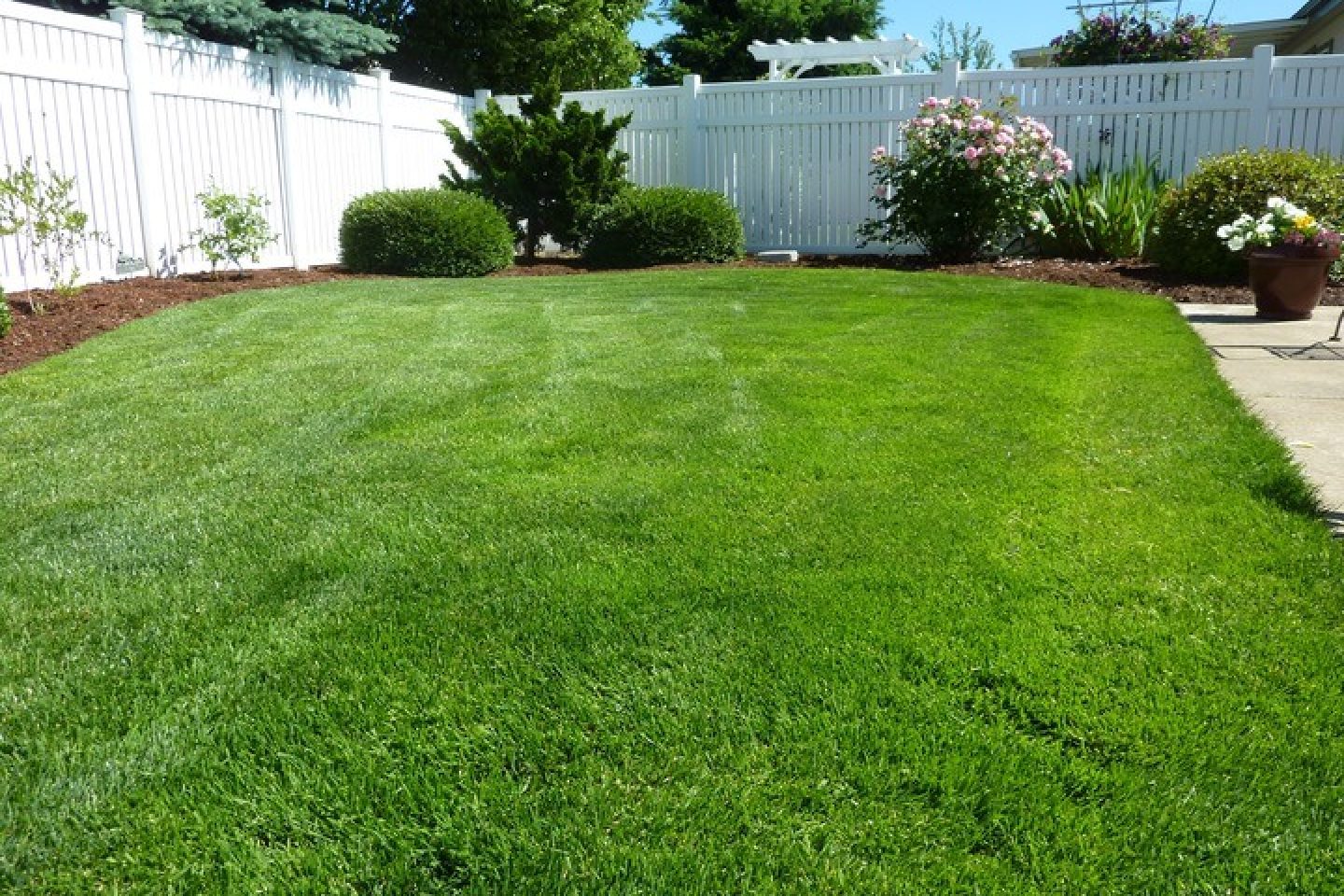 freshly cut lawn with border at the back