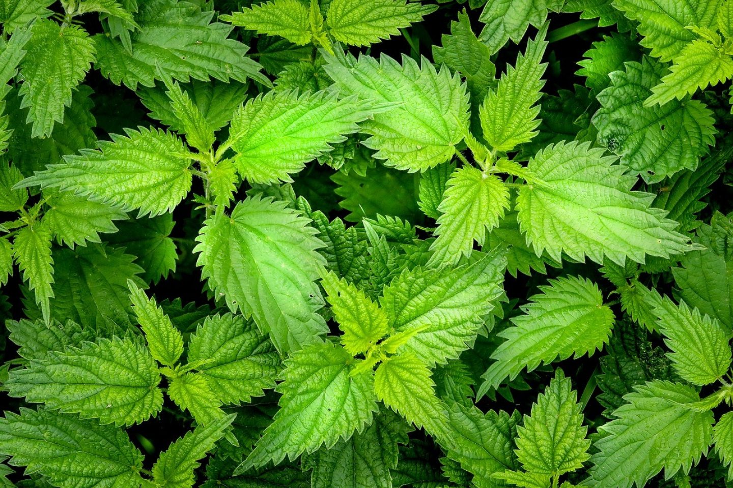 A large clump of nettles
