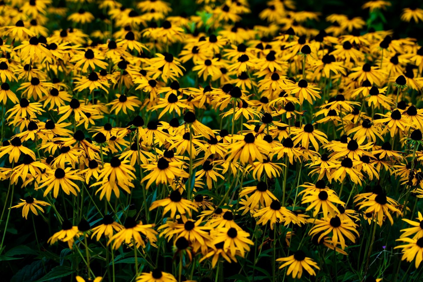A field of bright yellow rudbeckia flowers