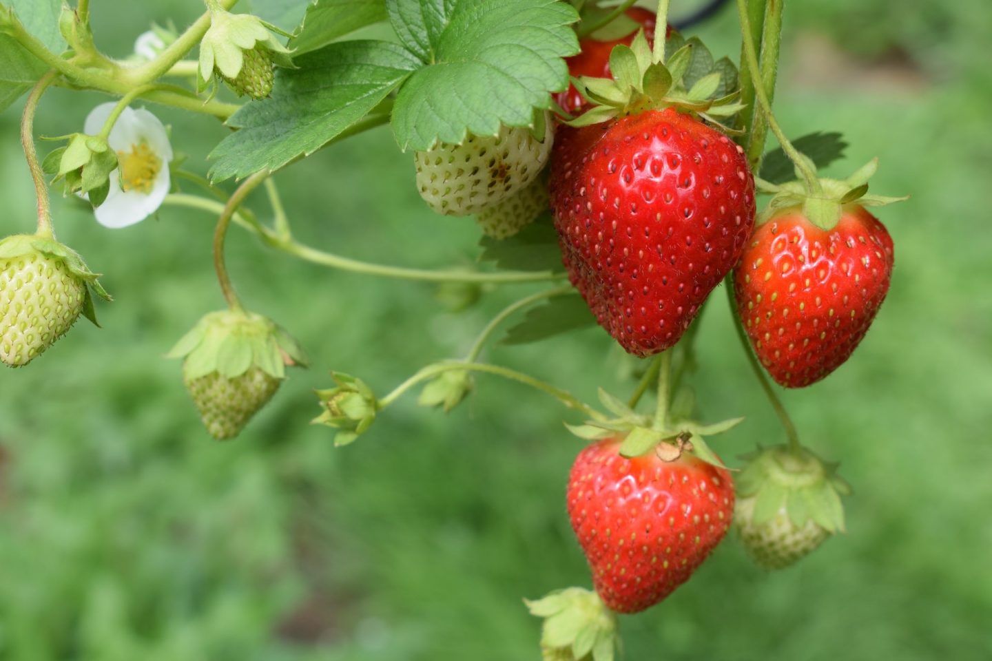 Ripe red strawberries growing on the plant