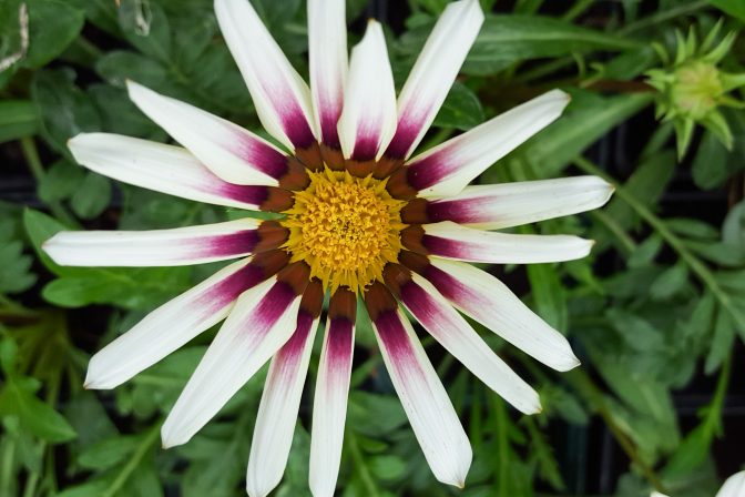 White stunner 1 of 1