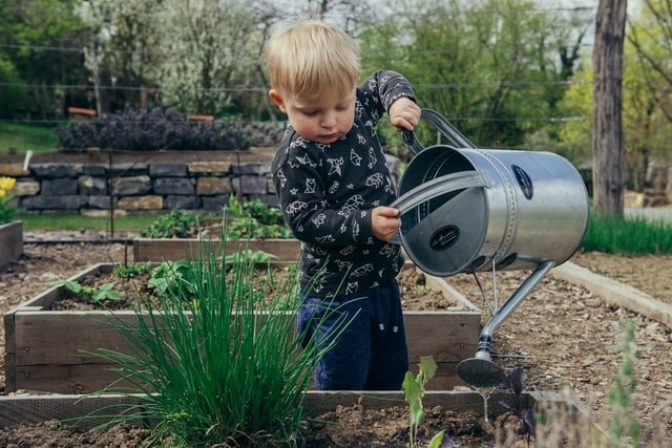 A young boy helps water plants in a wooden raised bed