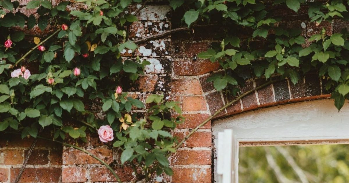 Climbing plants Thrive