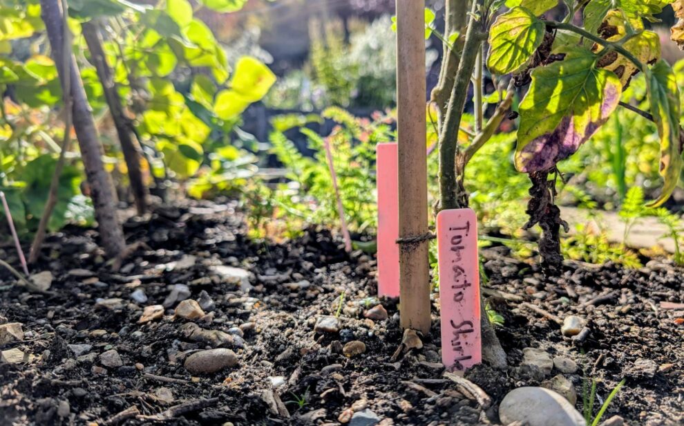 Tomato plant with label