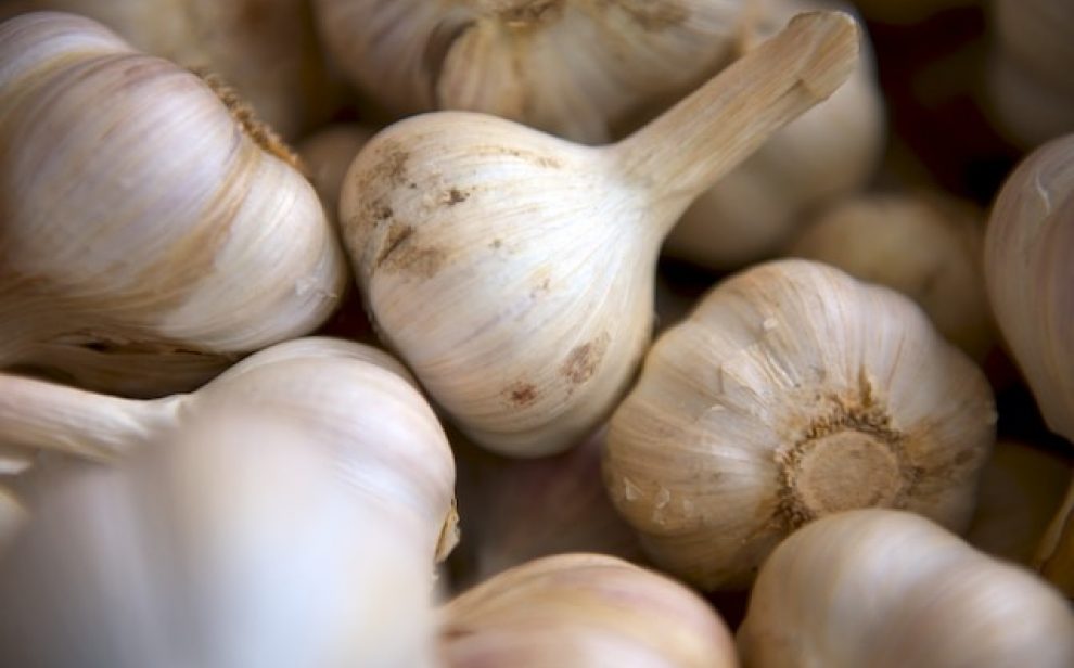 Garlic bulbs Matthew pilachowski unsplash