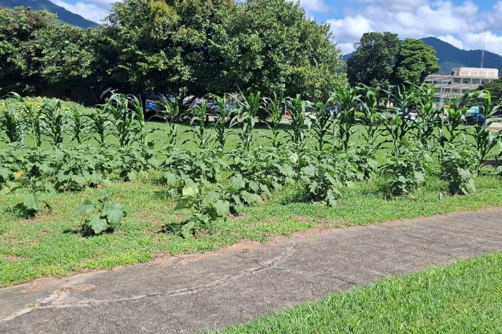 Garden at the EWMSC Trinidad and Tobago Vegetable Crops