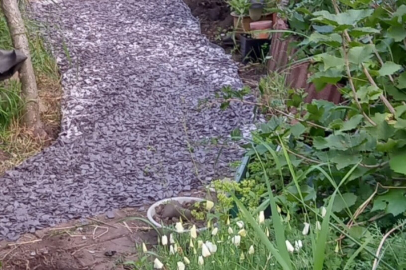 Jacks Bailey garden