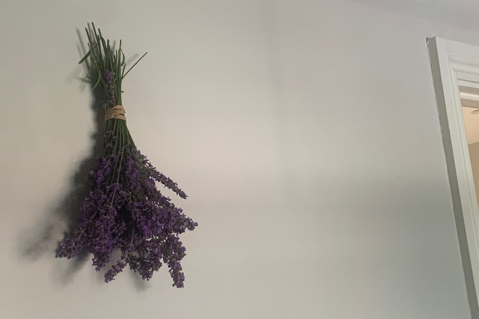 Lavender hanging from wall
