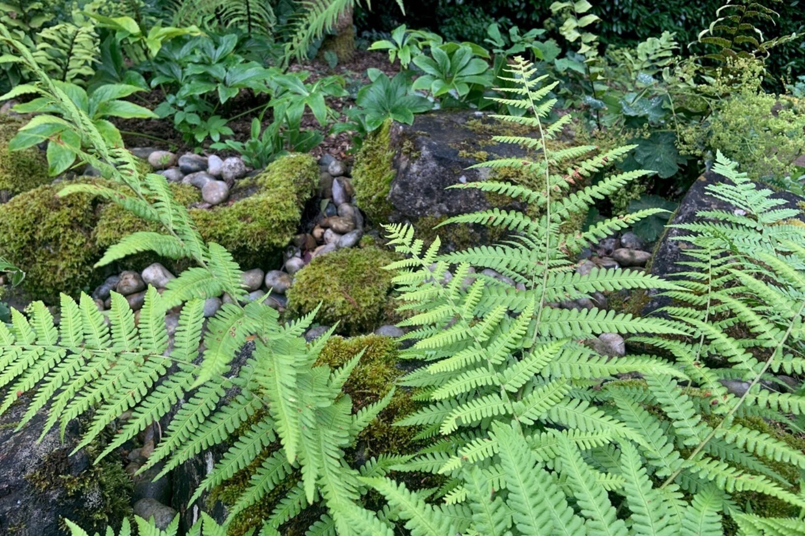 Thrive reading fern woodland web