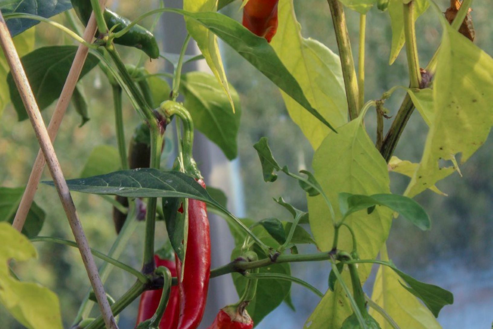 Overwinter chilli plants image