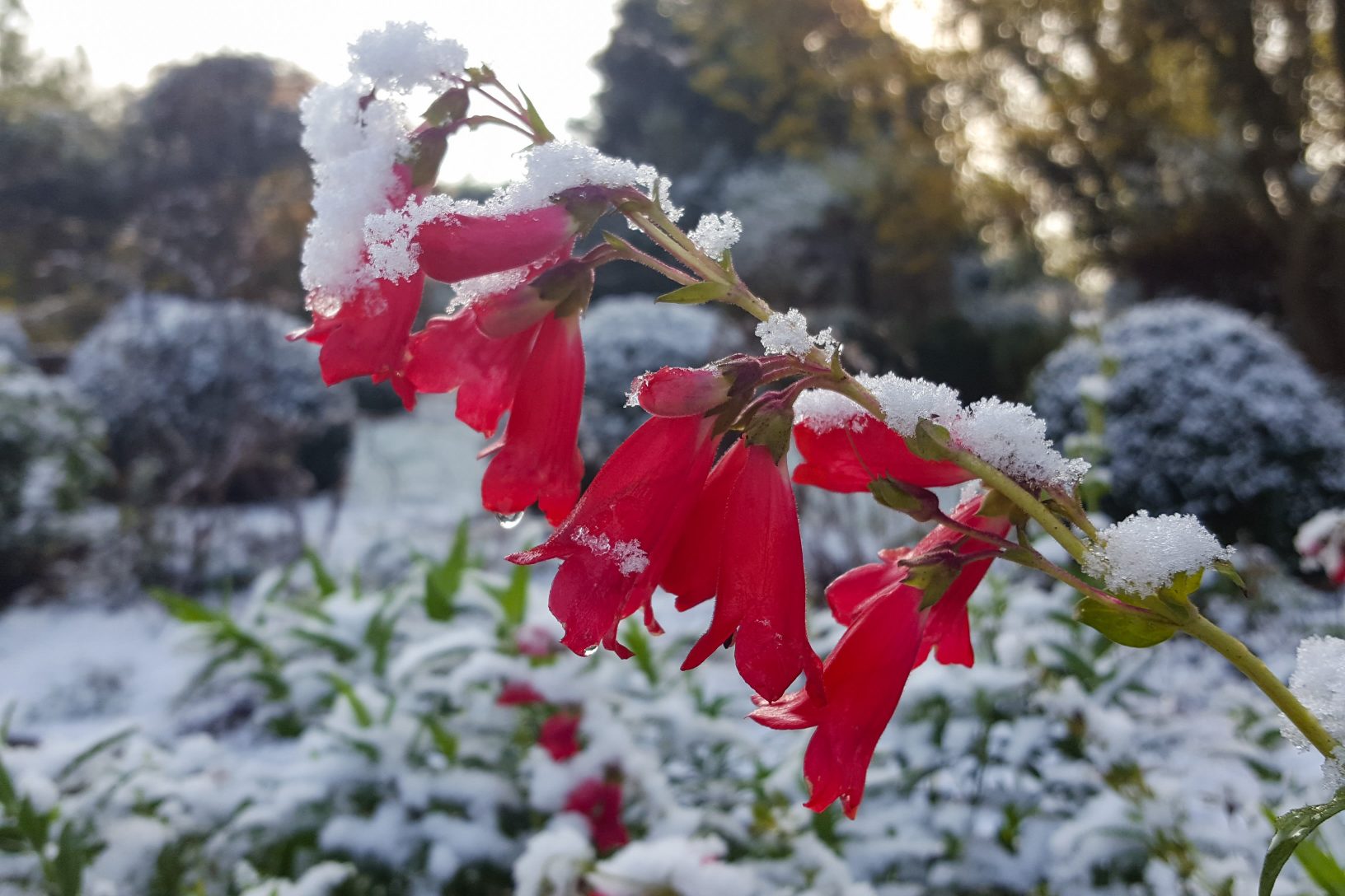 Penstemon in the snow winter garden