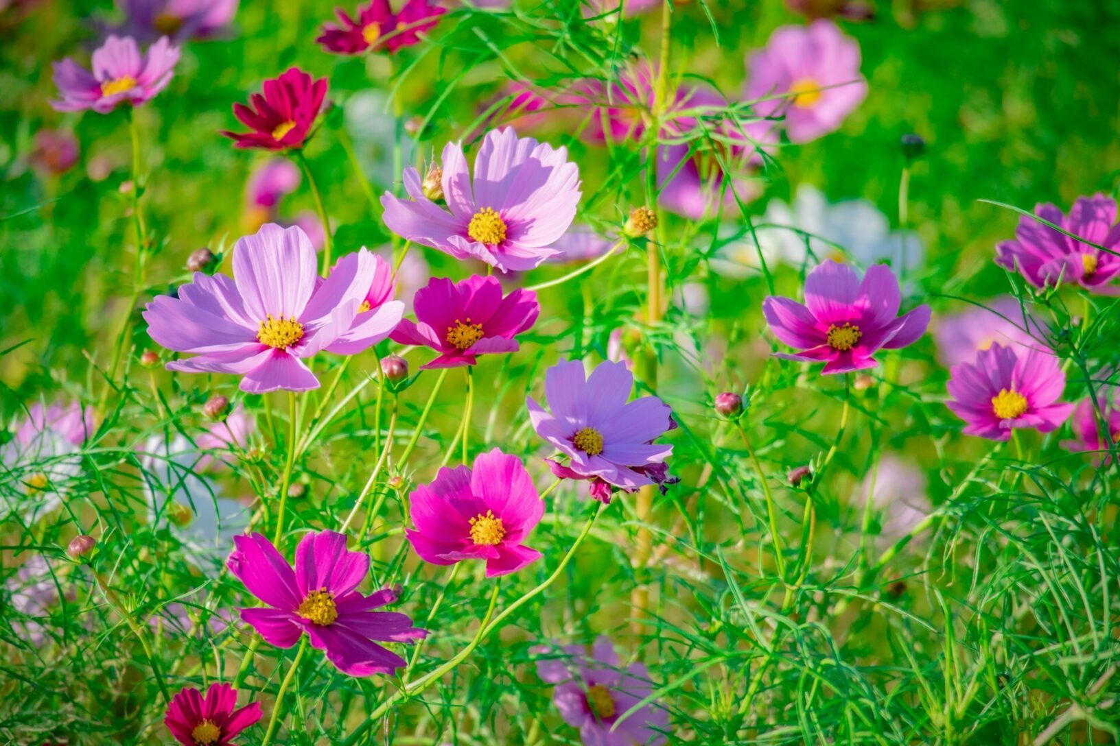 Cosmos Takamasa okano unsplash
