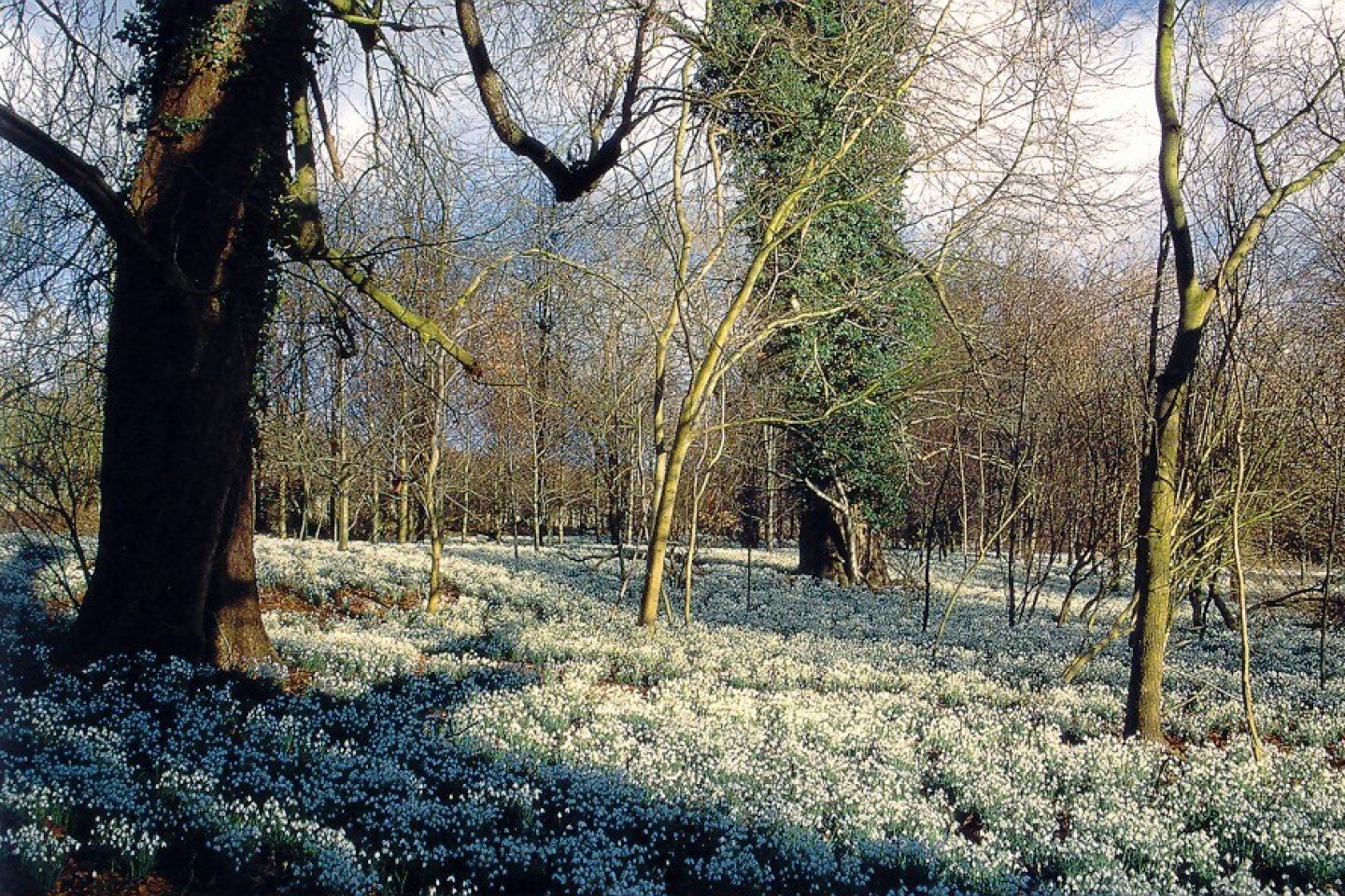 150 p X Snowdrops at Welford park2
