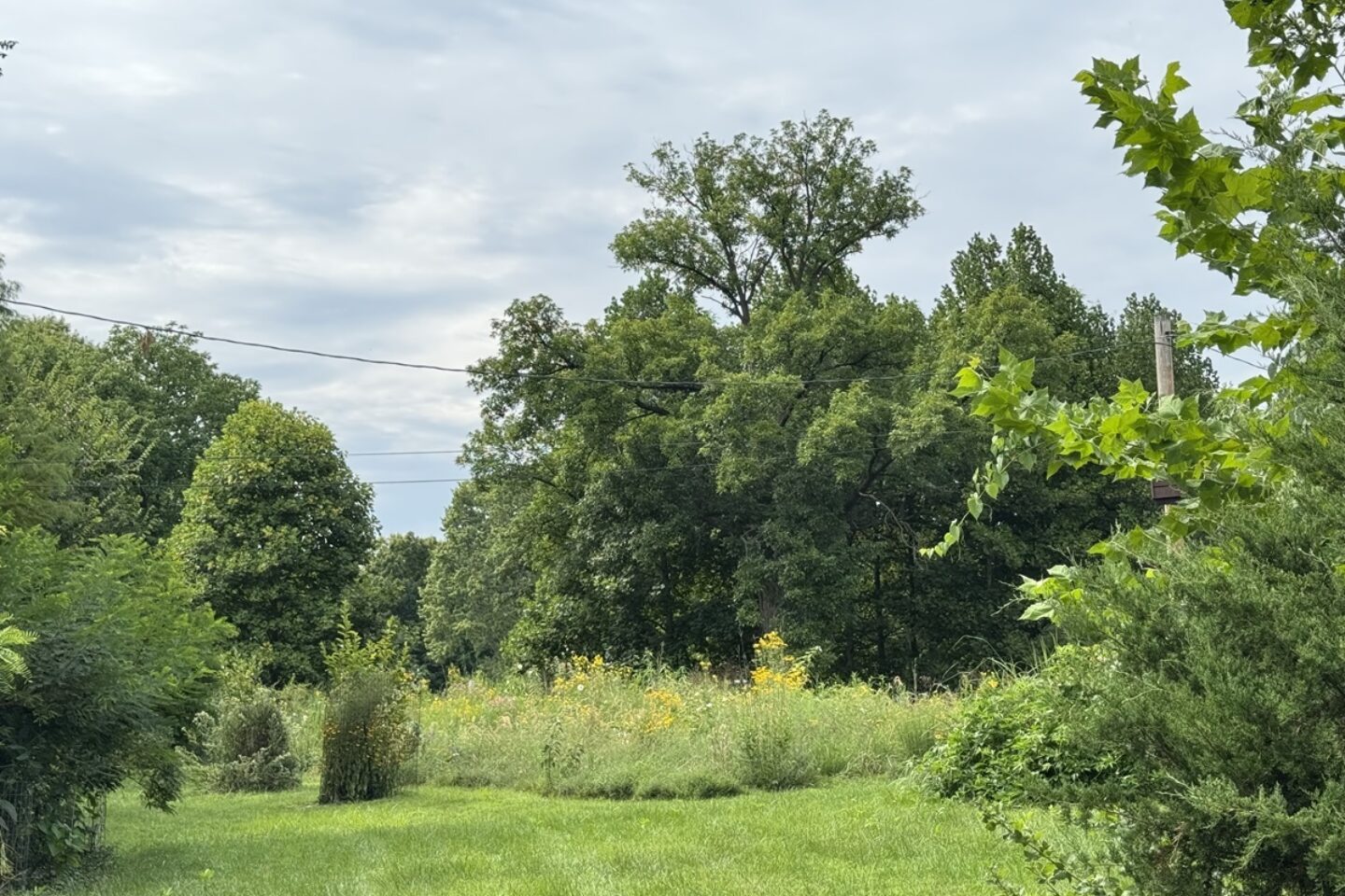 A view across Eileens garden website