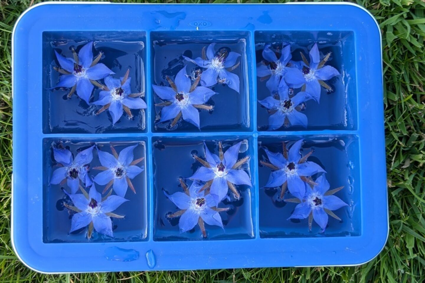 Borage ice cubes in trays web