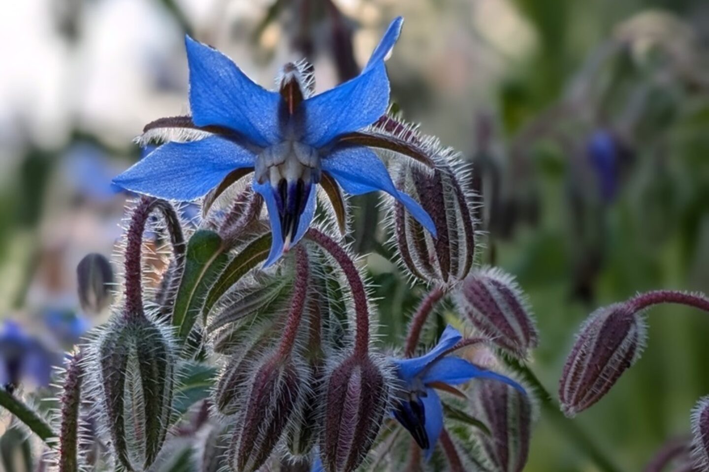 Borage in the light landscape web