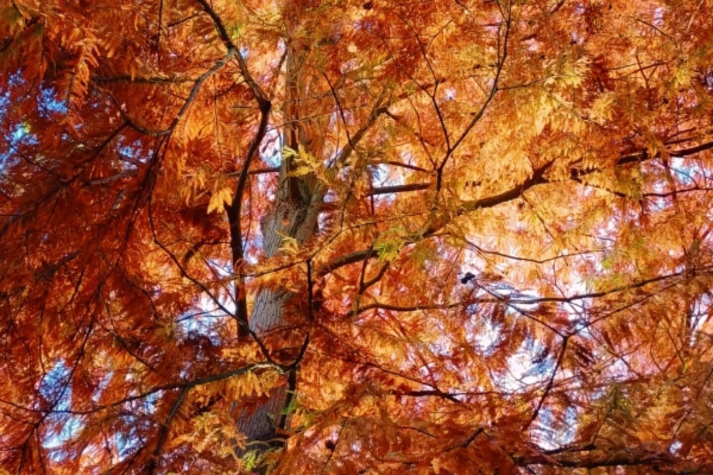 Calendar competition autumn colour