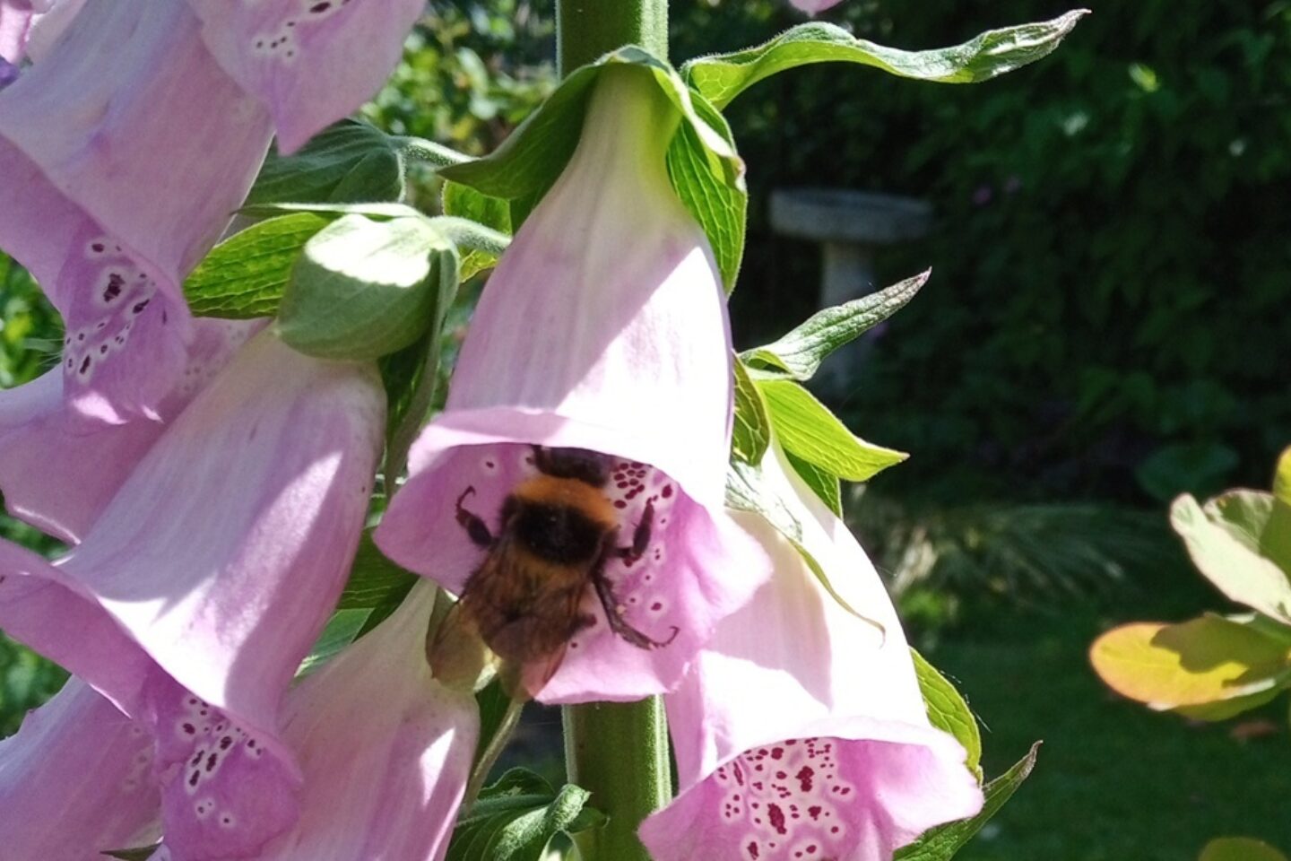 Calendar competition bee in a foxglove